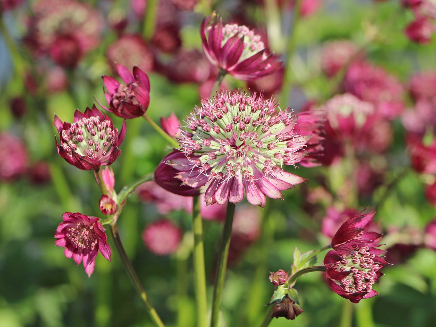 Große Sterndolde 'Star of Treasure' - Astrantia major 'Star of Treasure'