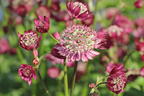 Große Sterndolde 'Star of Treasure' - Astrantia major 'Star of Treasure'