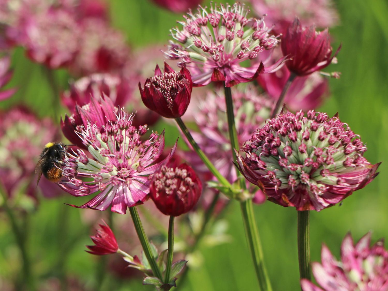 Große Sterndolde 'Star of Treasure' - Astrantia major 'Star of Treasure'