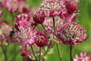 Große Sterndolde 'Star of Treasure' - Astrantia major 'Star of Treasure'