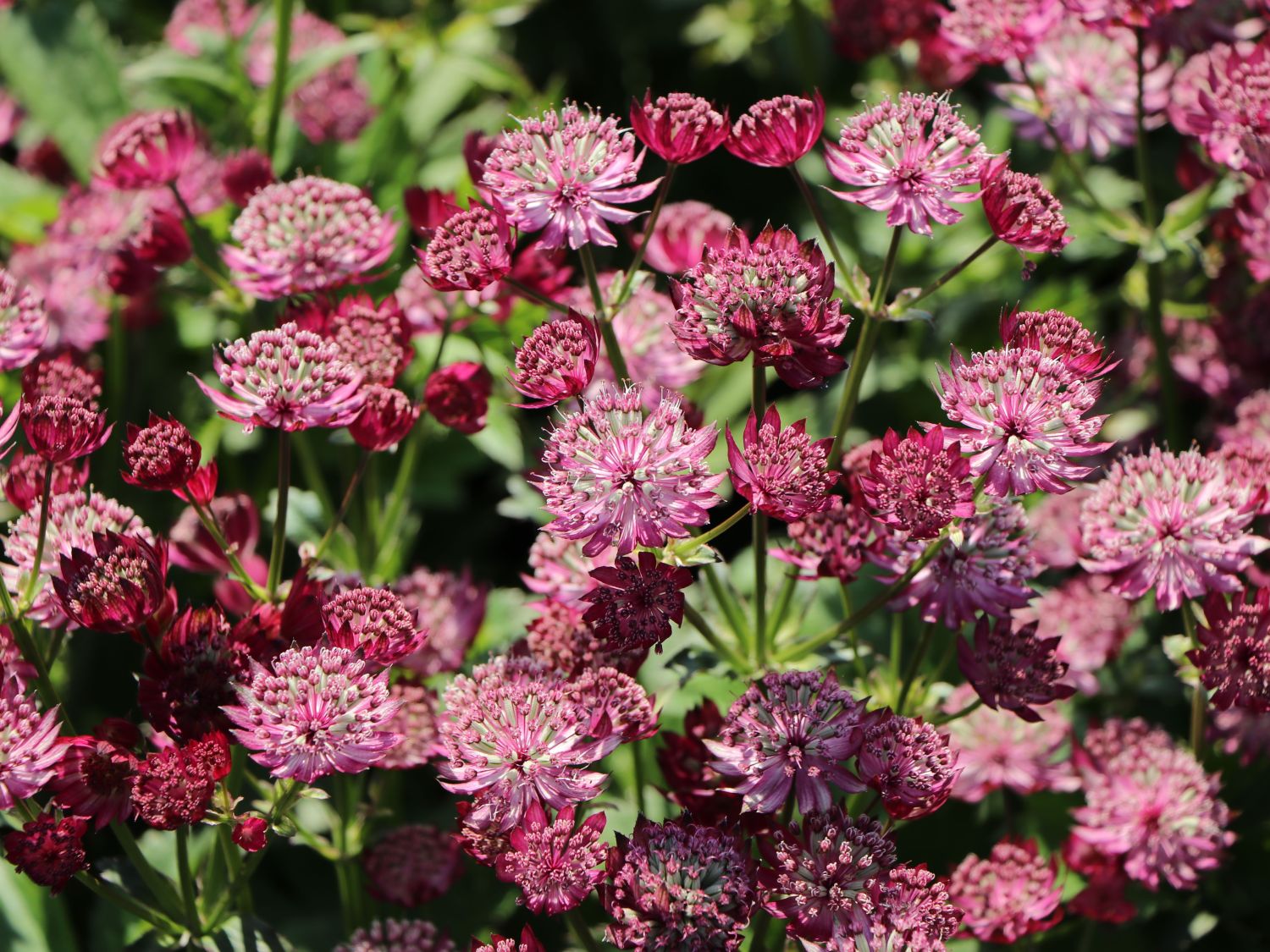 Große Sterndolde 'Star of Treasure' - Astrantia major 'Star of Treasure'