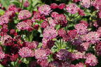 Große Sterndolde 'Star of Treasure' - Astrantia major 'Star of Treasure'