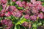 Große Sterndolde 'Star of Treasure' - Astrantia major 'Star of Treasure'