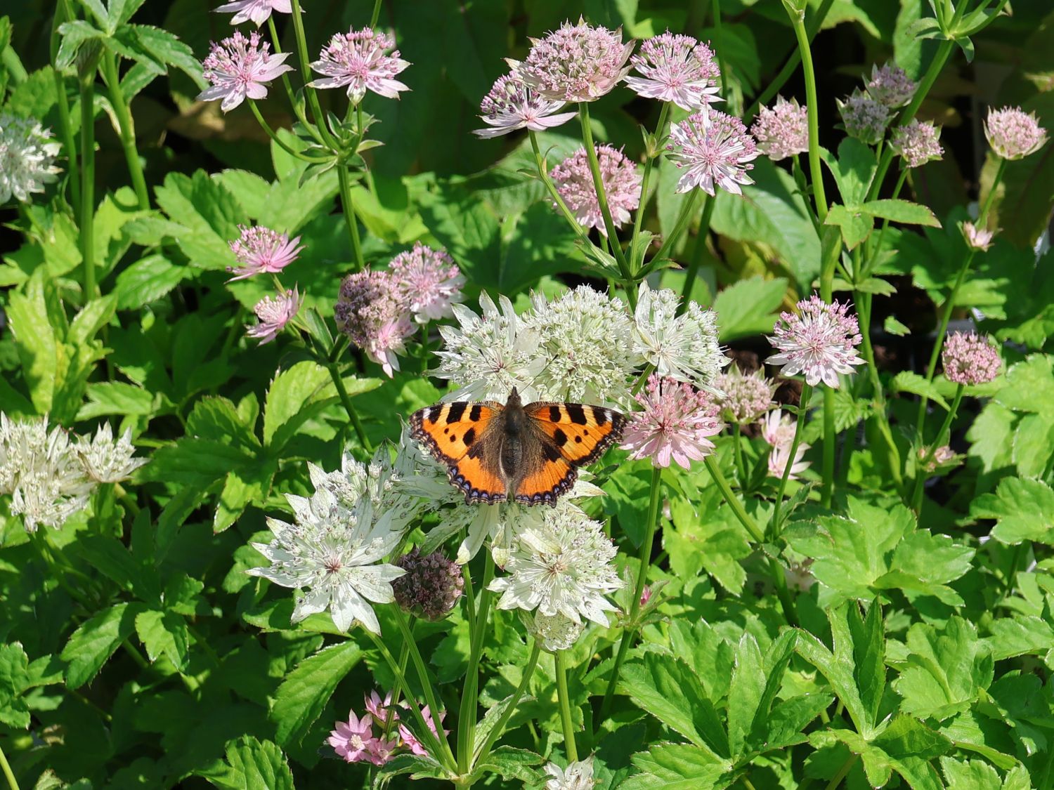 Große Sterndolde 'Superstar'
