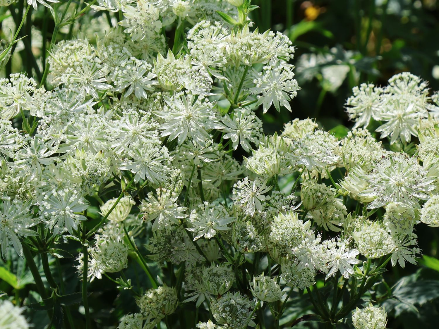 Große Sterndolde 'White Angel'