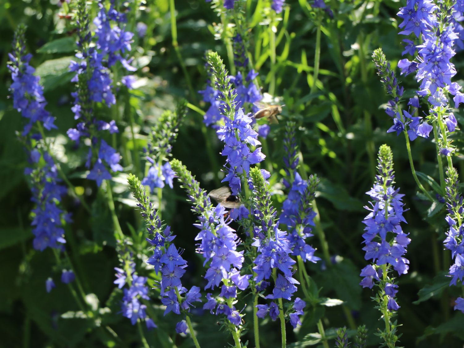 Großer Ehrenpreis 'Lapis Lazuli' - Veronica teucrium 'Lapis Lazuli'
