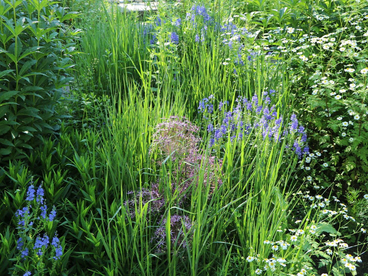 Großer Ehrenpreis 'Lapis Lazuli' - Veronica teucrium 'Lapis Lazuli'
