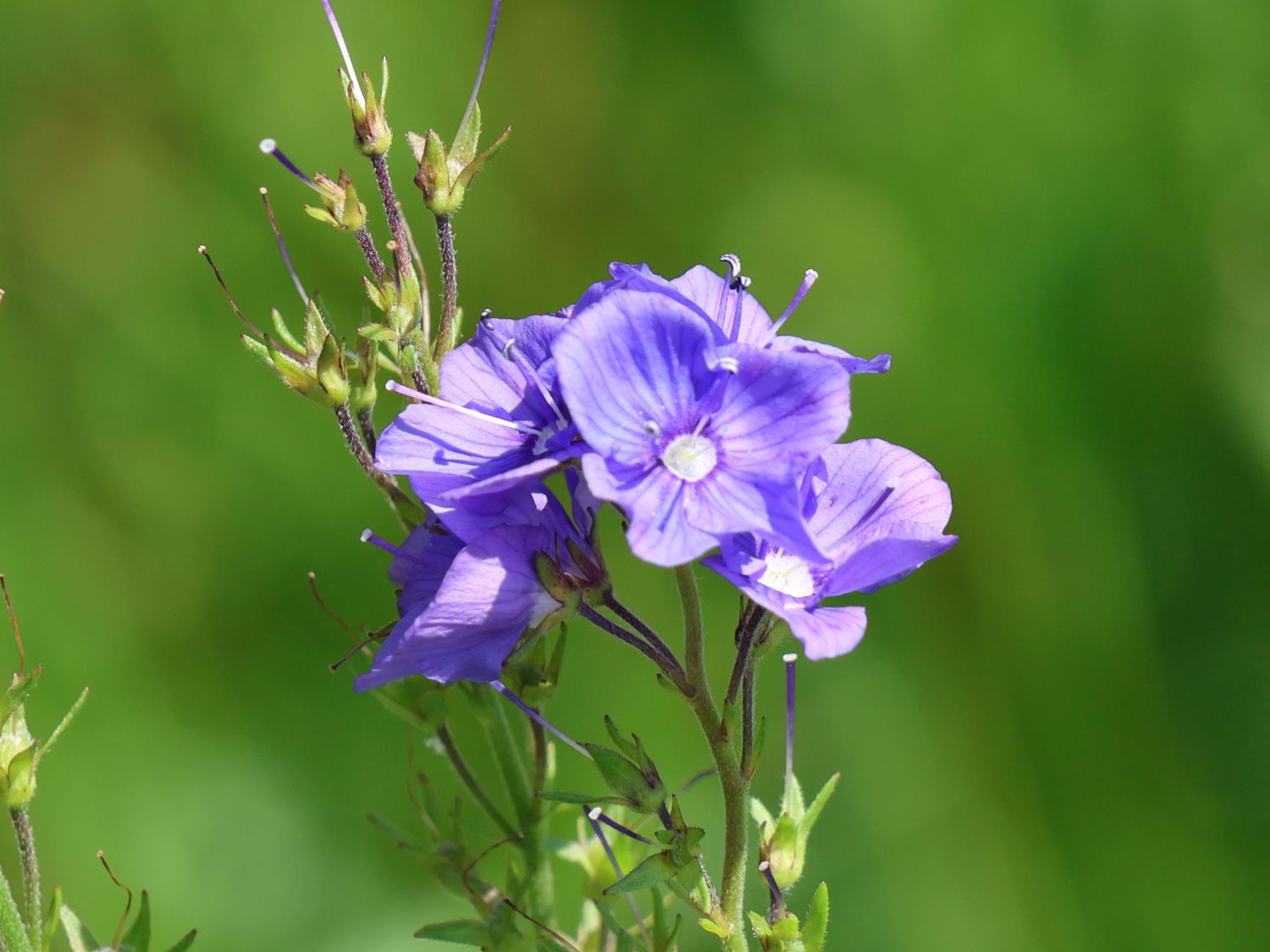 Großer Ehrenpreis 'Shirley Blue'