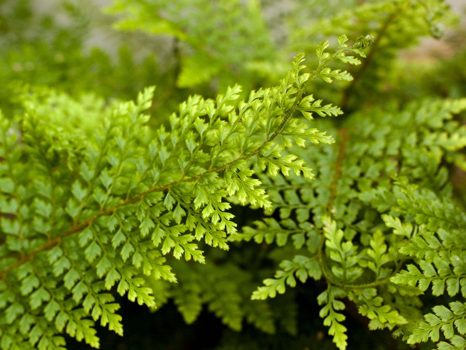 Großer Filigranfarn 'Proliferum Herrenhausen'
