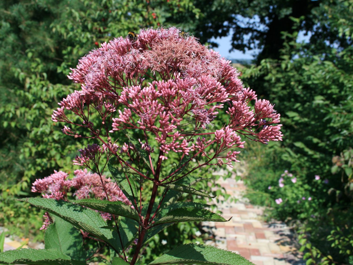 Großer Garten Wasserdost 'Atropurpureum' - Eupatorium fistulosum 'Atropurpureum'