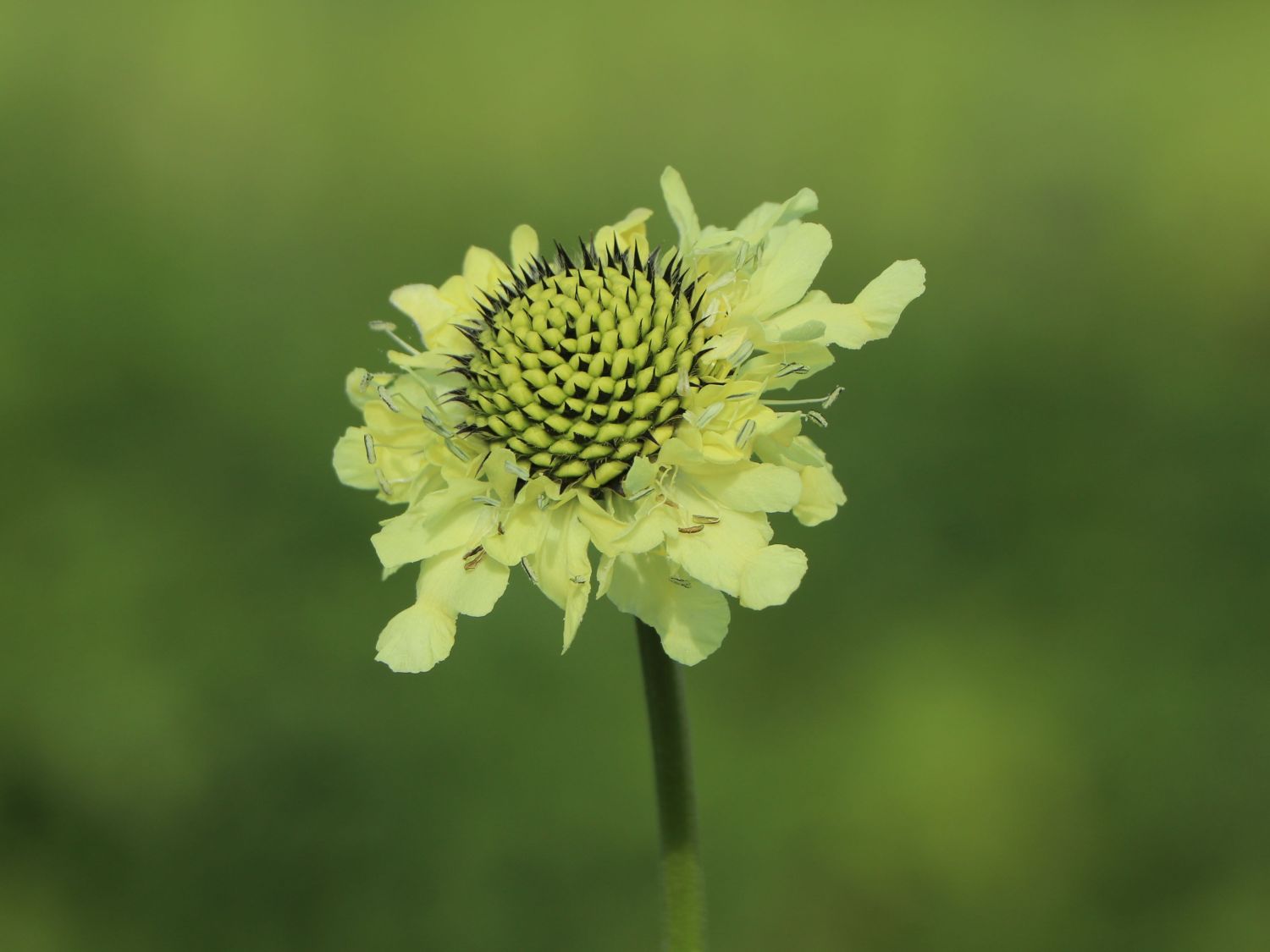 Schuppenköpfe (Cephalaria)