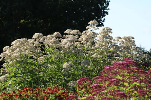 Großer Wasserdost 'Album' - Eupatorium fistulosum 'Album'