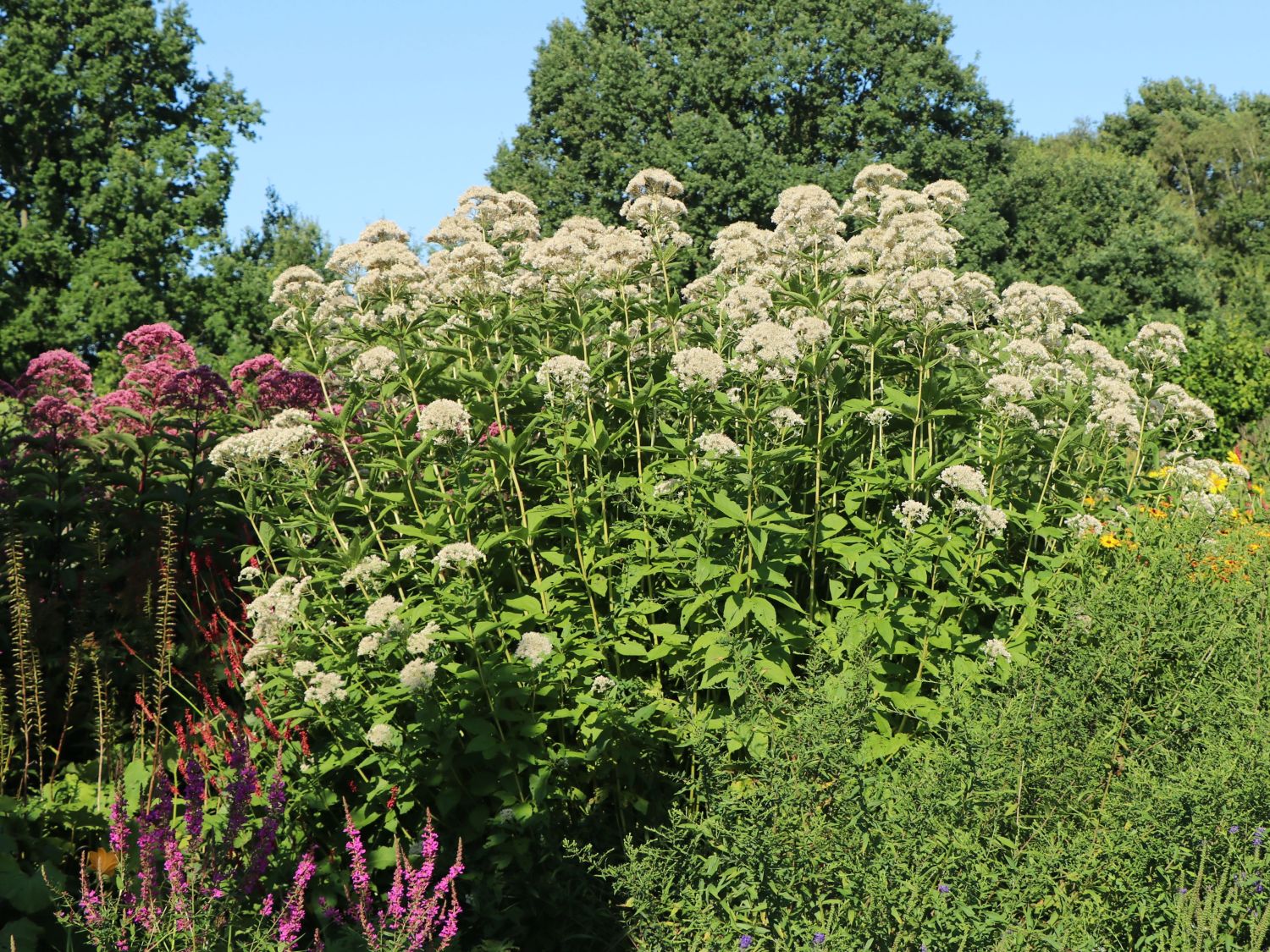 Großer Wasserdost 'Album' Expertenwissen zu dieser Staude
