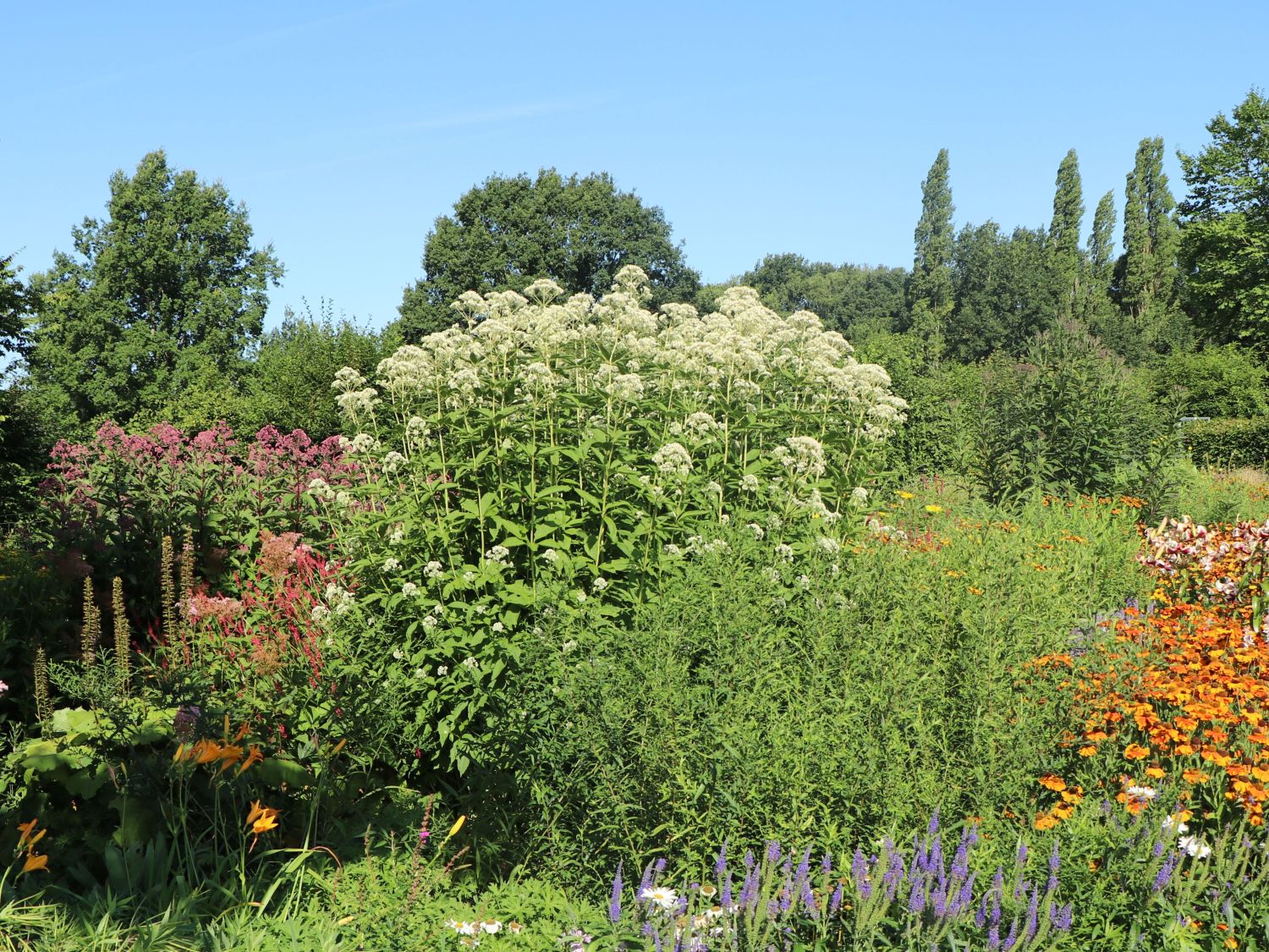 Großer Wasserdost 'Album' Expertenwissen zu dieser Staude