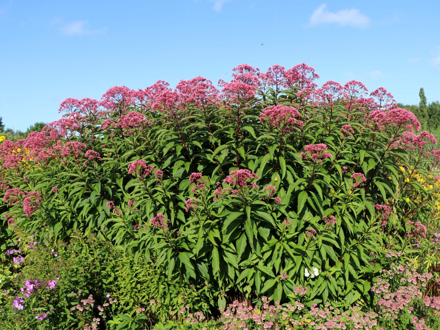 Großer Wasserdost 'Glutball'
