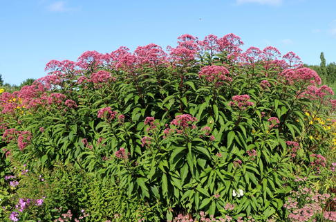 Großer Wasserdost 'Glutball' - Eupatorium fistulosum 'Glutball'