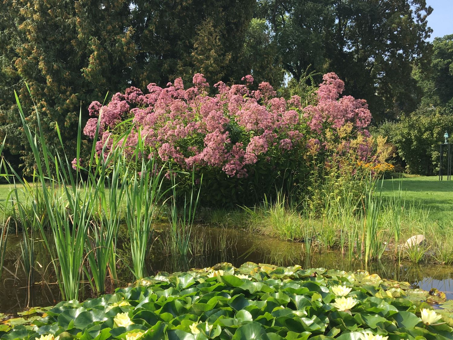 Großer Wasserdost 'Phantom' - Eupatorium fistulosum 'Phantom'
