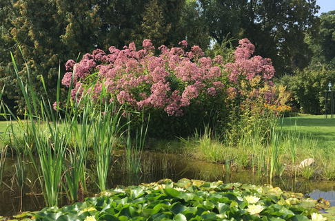 Großer Wasserdost 'Phantom' - Eupatorium fistulosum 'Phantom'