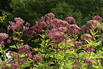 Großer Wasserdost 'Purple Bush' - Eupatorium fistulosum 'Purple Bush'