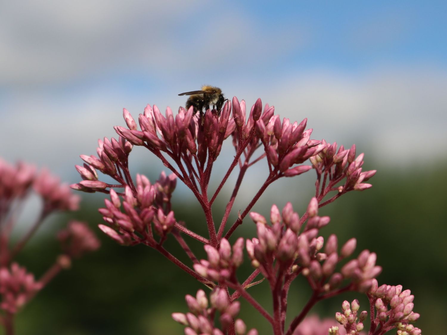Großer Wasserdost 'Purple Bush' - Eupatorium fistulosum 'Purple Bush'