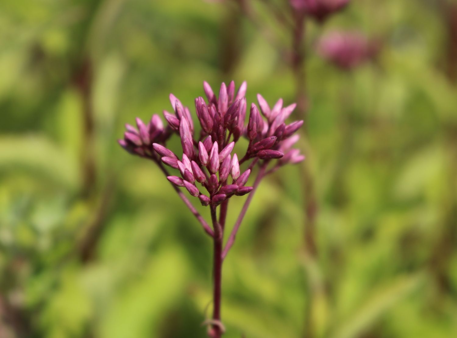 Großer Wasserdost 'Purple Bush' - Eupatorium fistulosum 'Purple Bush'