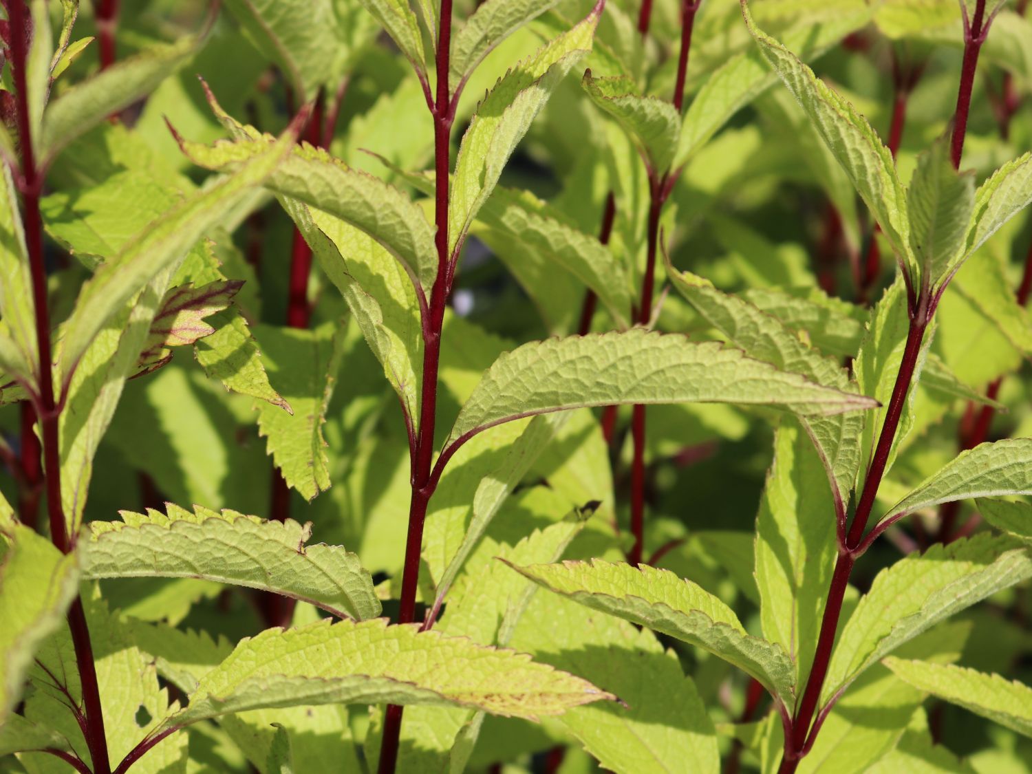 Großer Wasserdost 'Purple Bush' - Eupatorium fistulosum 'Purple Bush'