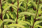 Großer Wasserdost 'Purple Bush' - Eupatorium fistulosum 'Purple Bush'
