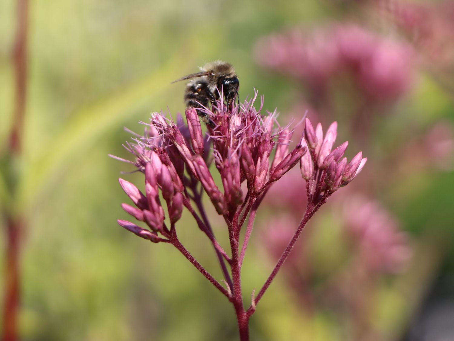 Großer Wasserdost 'Purple Bush' - Eupatorium fistulosum 'Purple Bush'