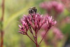Großer Wasserdost 'Purple Bush' - Eupatorium fistulosum 'Purple Bush'