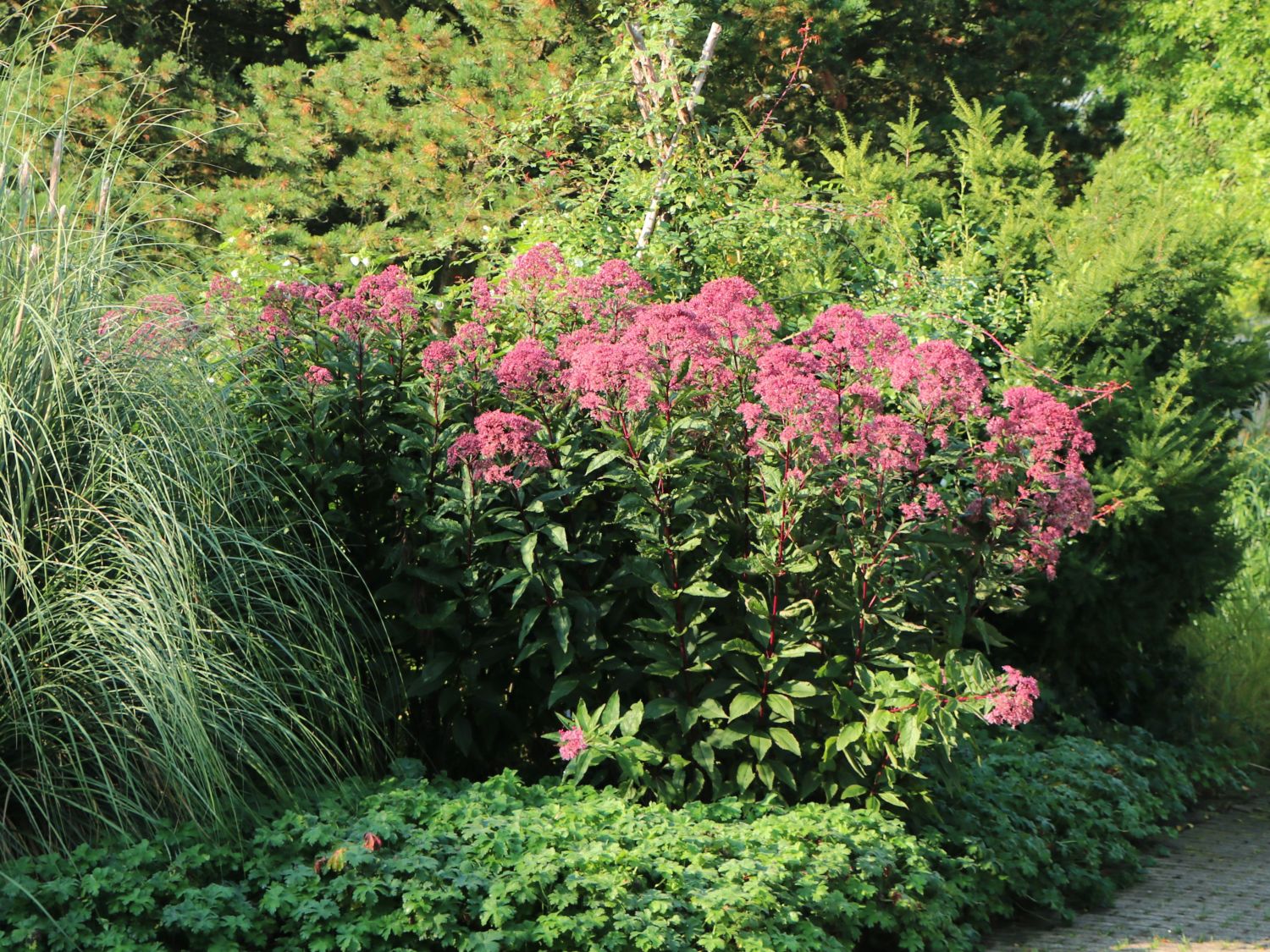 Großer Wasserdost 'Purple Bush' - Eupatorium fistulosum 'Purple Bush'