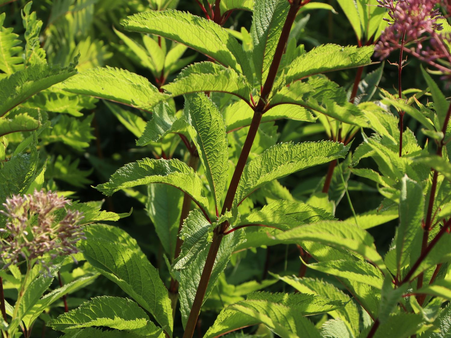 Großer Wasserdost 'Purple Bush' - Eupatorium fistulosum 'Purple Bush'