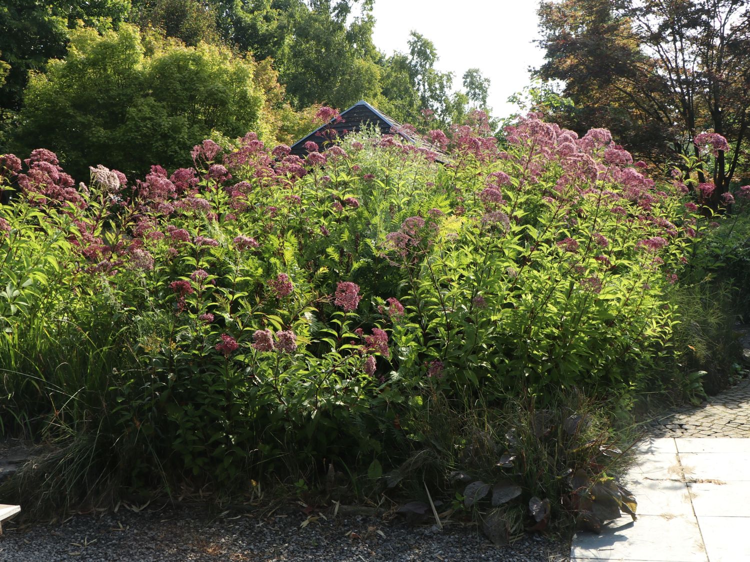 Großer Wasserdost 'Purple Bush' - Eupatorium fistulosum 'Purple Bush'
