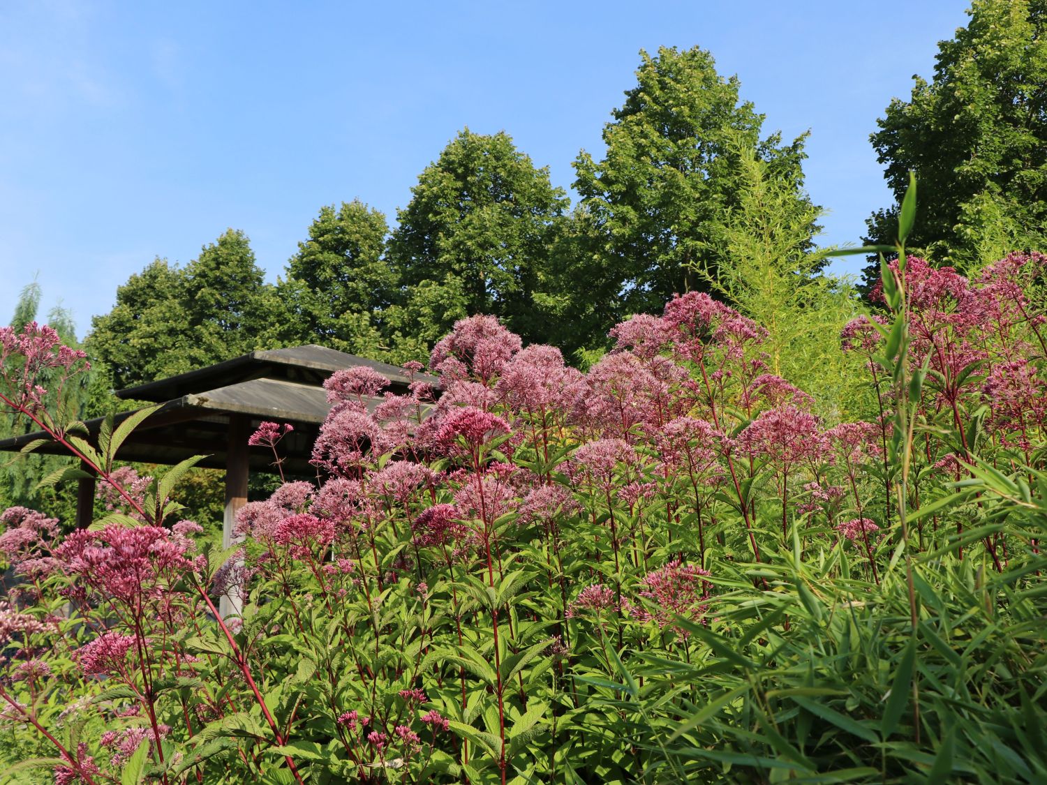 Großer Wasserdost 'Purple Bush' - Eupatorium fistulosum 'Purple Bush'