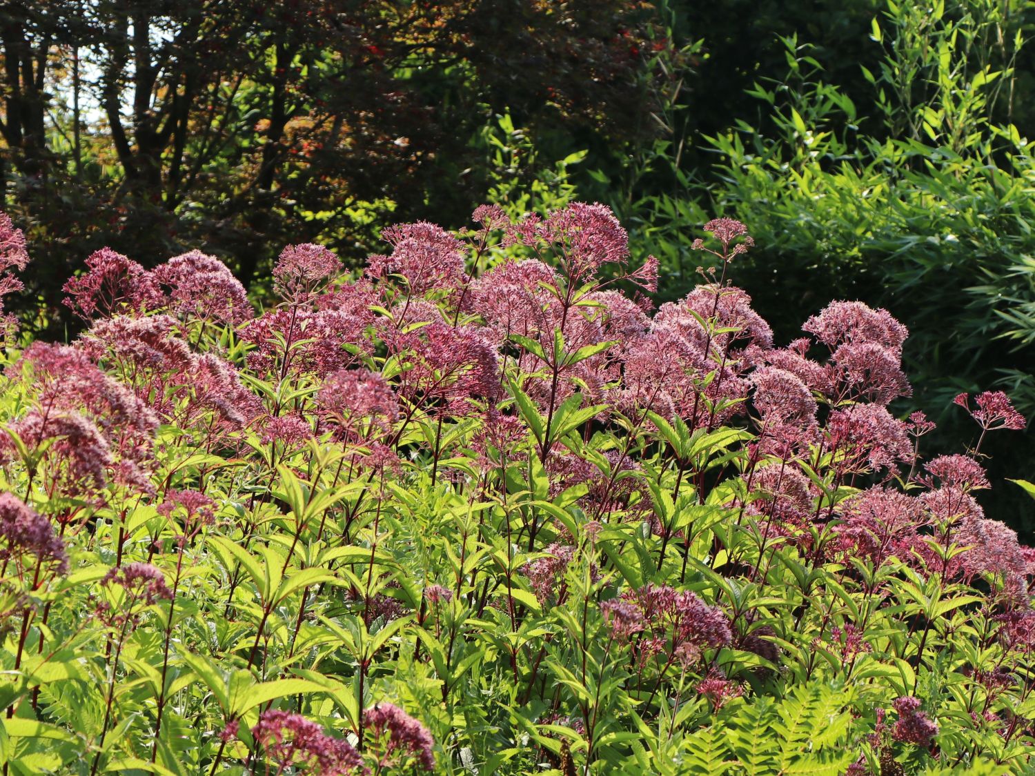 Großer Wasserdost 'Purple Bush' - Eupatorium fistulosum 'Purple Bush'