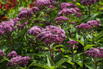 Großer Wasserdost 'Red Dwarf' - Eupatorium fistulosum 'Red Dwarf'