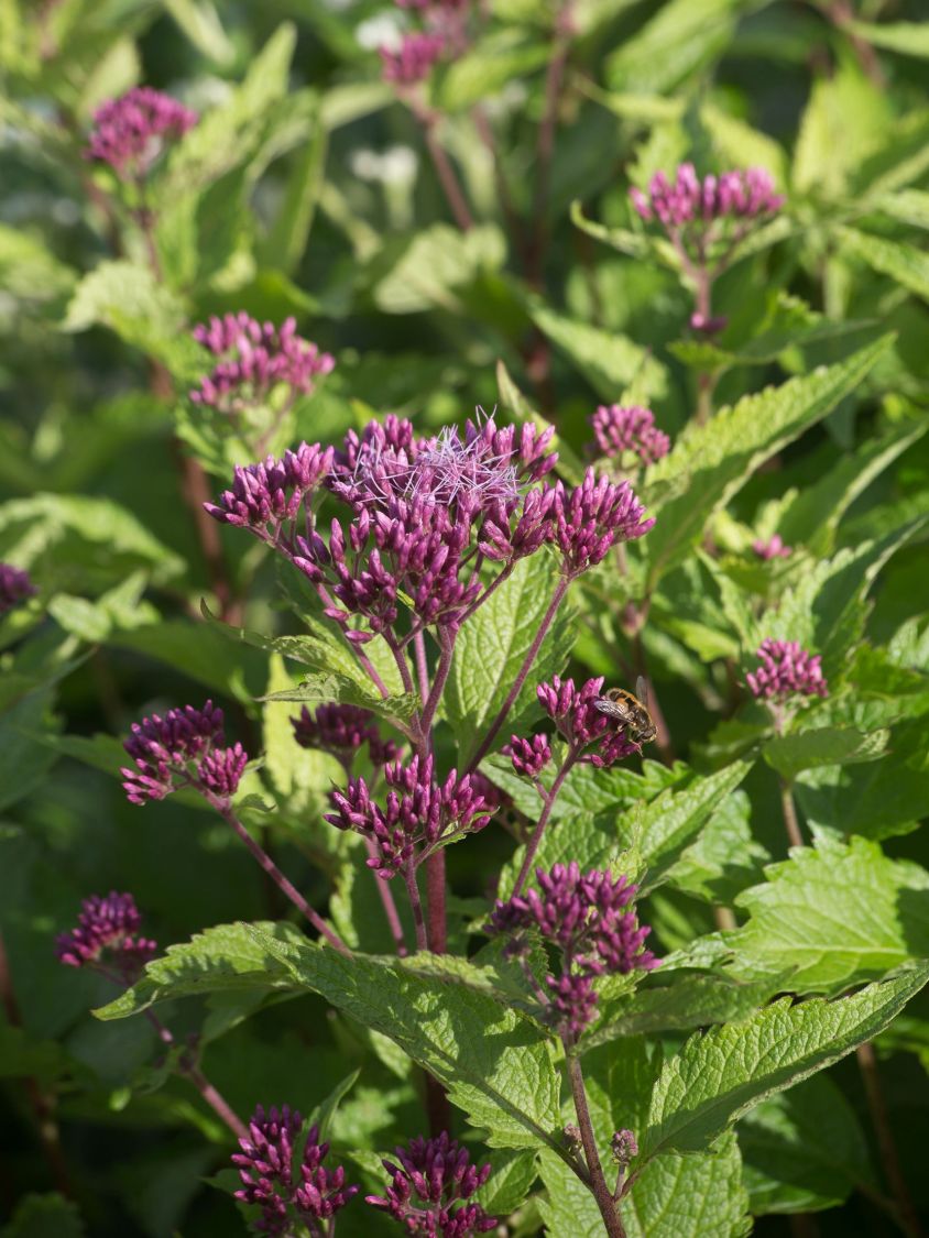 Großer Wasserdost 'Red Dwarf' - Eupatorium fistulosum 'Red Dwarf'