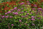 Großer Wasserdost 'Red Dwarf' - Eupatorium fistulosum 'Red Dwarf'