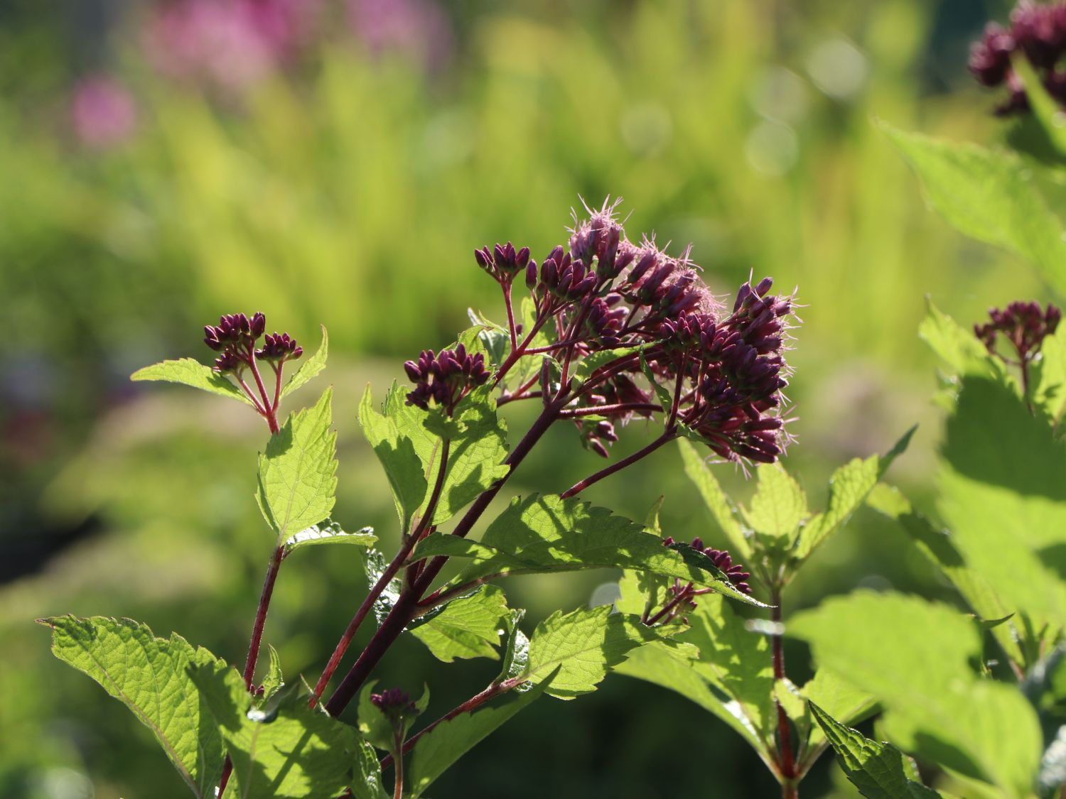 Großer Wasserdost 'Red Dwarf' - Eupatorium fistulosum 'Red Dwarf'