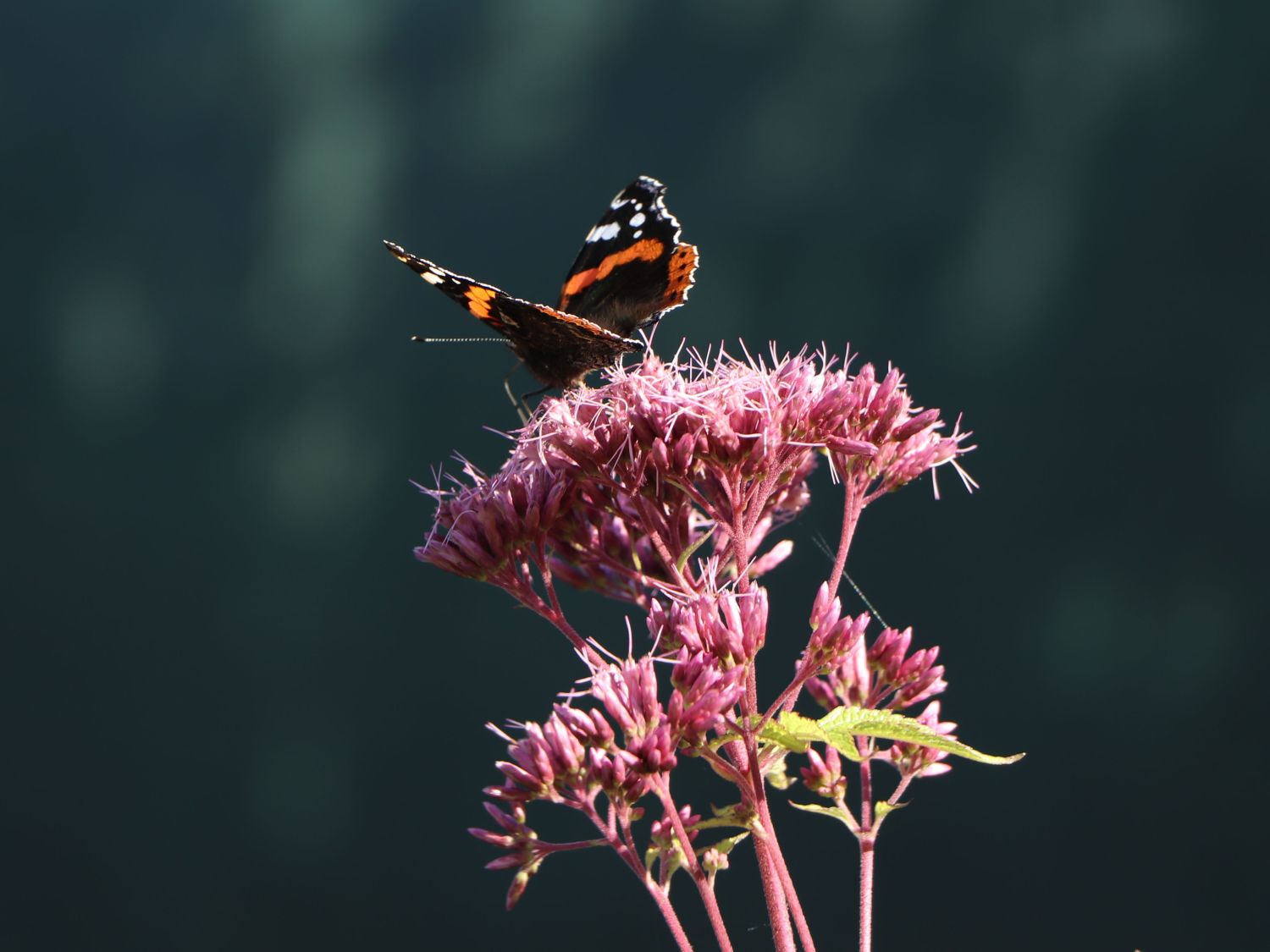Großer Wasserdost 'Red Dwarf' - Eupatorium fistulosum 'Red Dwarf'