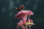Großer Wasserdost 'Red Dwarf' - Eupatorium fistulosum 'Red Dwarf'