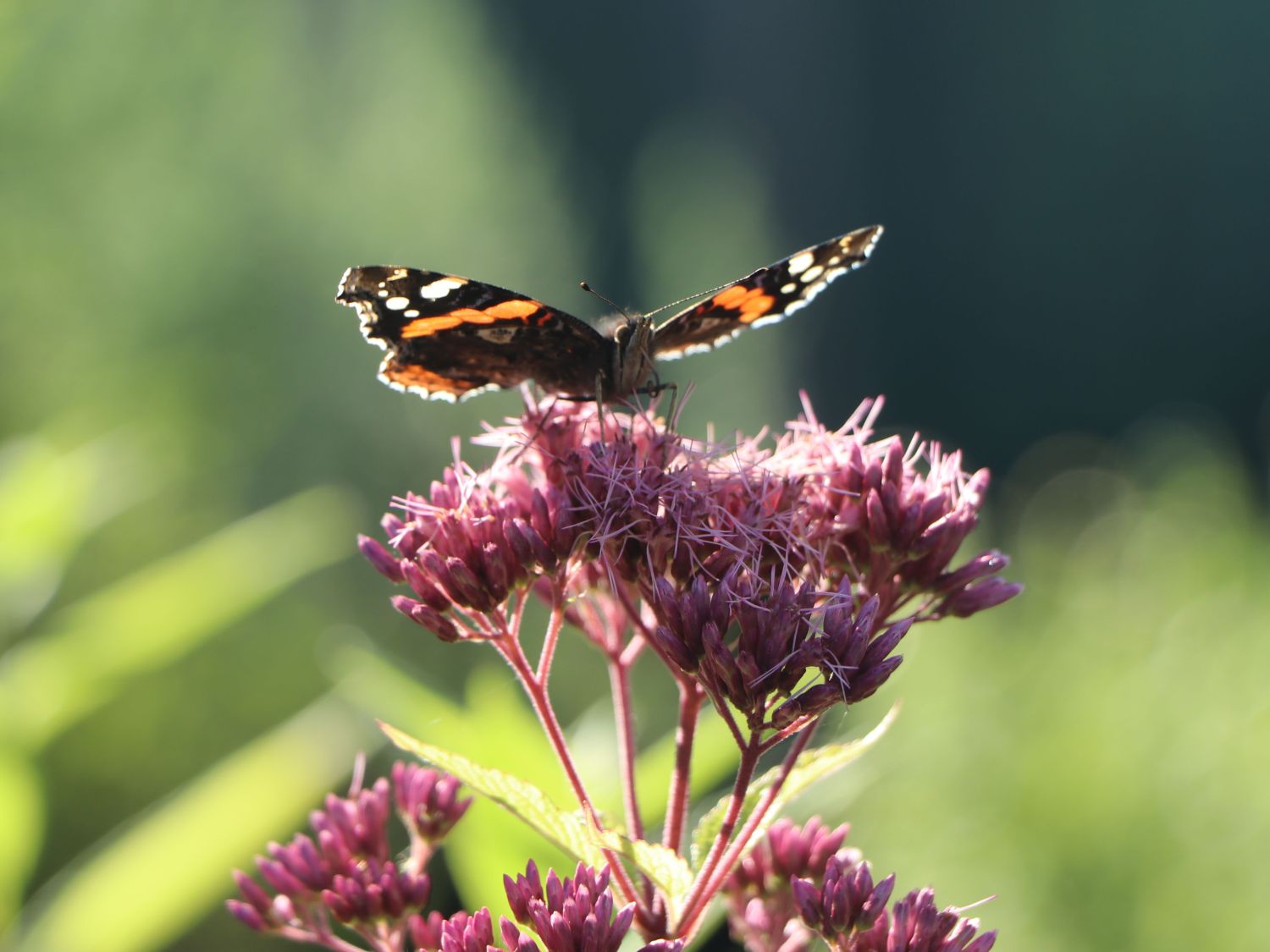 Großer Wasserdost 'Red Dwarf' - Eupatorium fistulosum 'Red Dwarf'