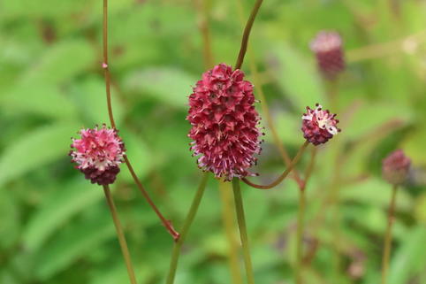 Großer Wiesenknopf 'Crimson Queen' - Sanguisorba officinalis 'Crimson Queen'