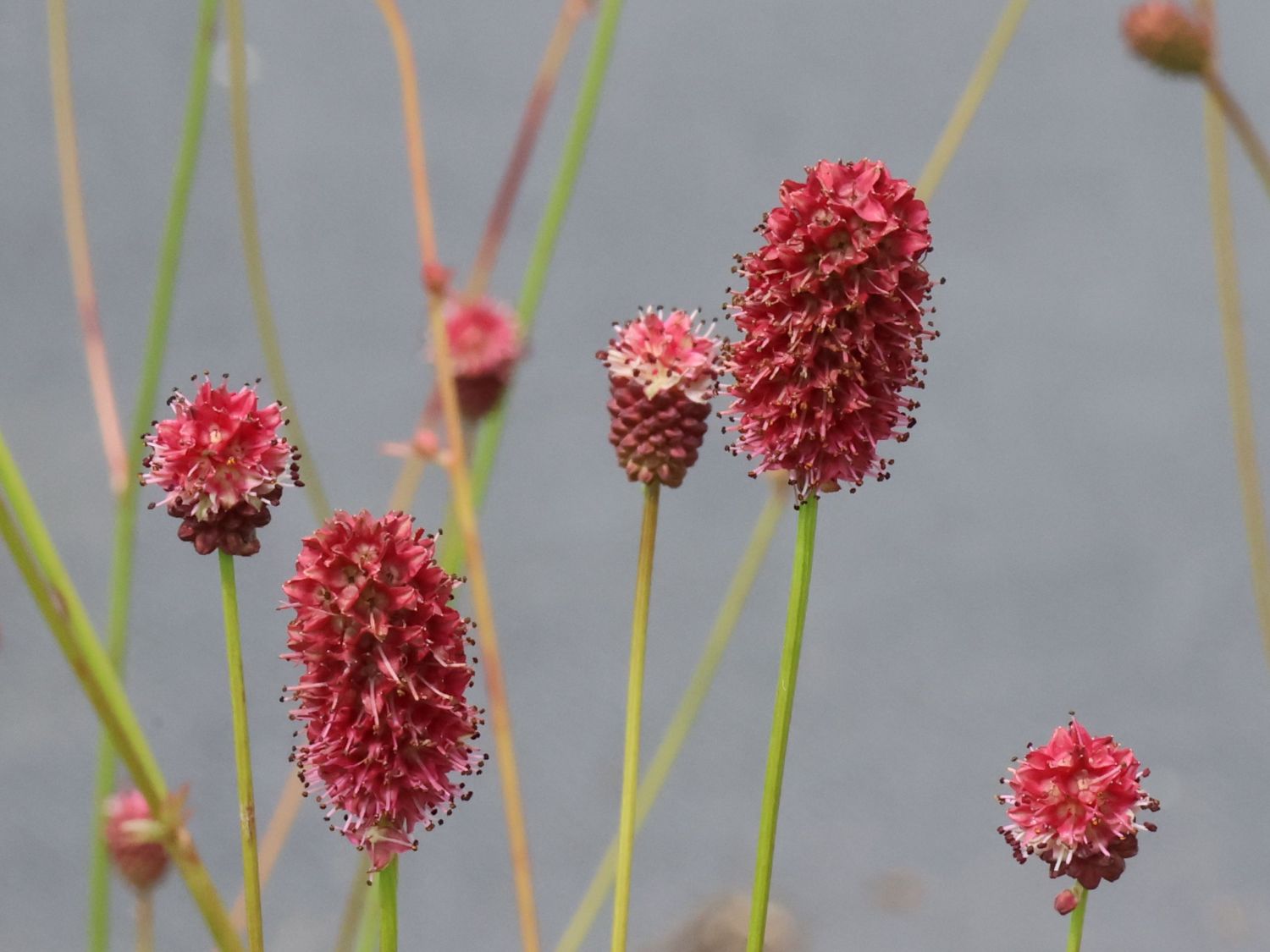 Großer Wiesenknopf 'Crimson Queen' - Sanguisorba officinalis 'Crimson Queen'