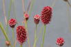 Großer Wiesenknopf 'Crimson Queen' - Sanguisorba officinalis 'Crimson Queen'