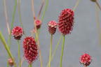 Großer Wiesenknopf 'Crimson Queen' - Sanguisorba officinalis 'Crimson Queen'