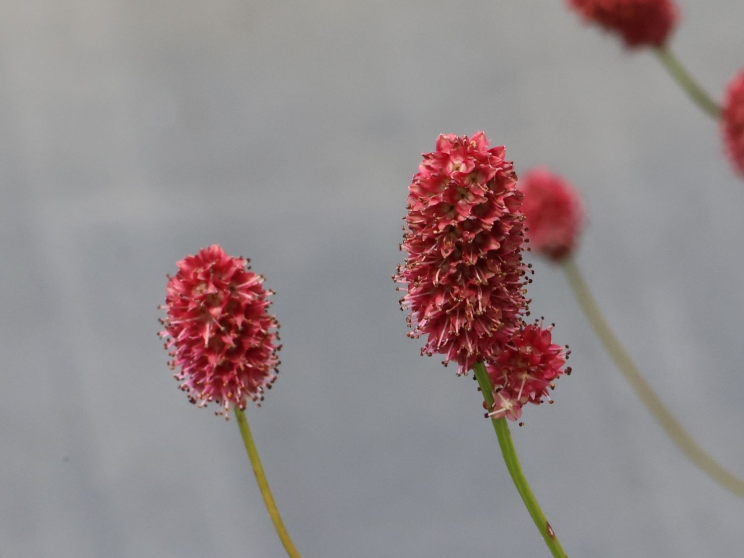 Großer Wiesenknopf 'Crimson Queen' - Sanguisorba officinalis 'Crimson Queen'