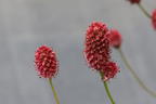 Großer Wiesenknopf 'Crimson Queen' - Sanguisorba officinalis 'Crimson Queen'