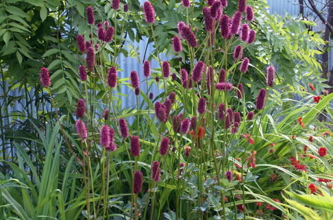 Großer Wiesenknopf - Sanguisorba officinalis