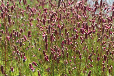 Großer Wiesenknopf 'Rock and Roll' - Sanguisorba officinalis 'Rock and Roll'