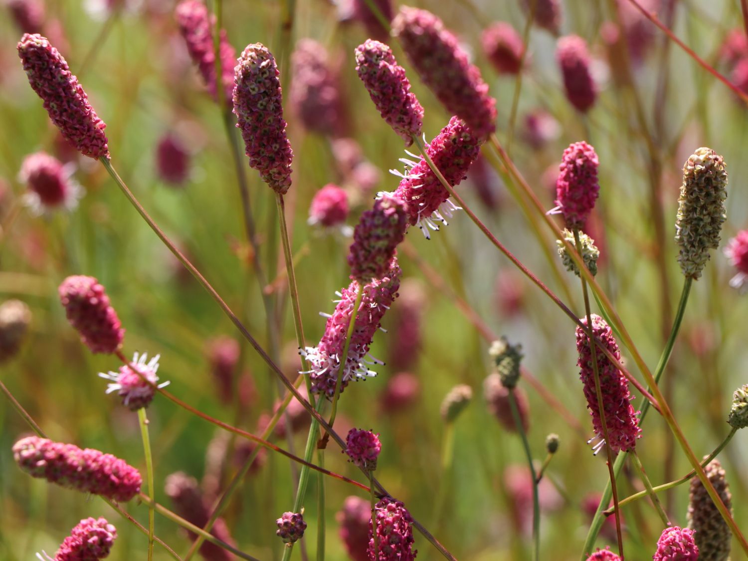 Großer Wiesenknopf 'Rock and Roll' - Sanguisorba officinalis 'Rock and Roll'